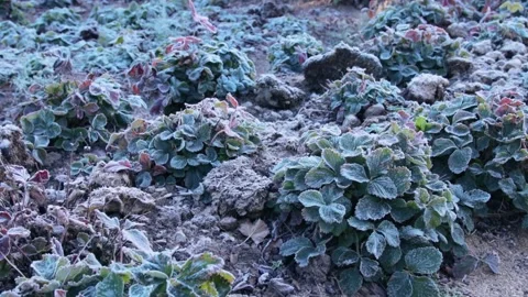 First frost in the garden Stock Footage 167347665
