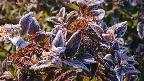 First frost in the garden 库存影片 167347678