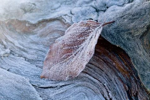 The first frost on the leaf Stock Photos