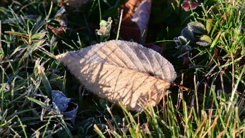 First frost looking at close up grass and leaf fresh frost Video stock 254875973