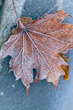 The first frost on the maple leaf Stock Photos