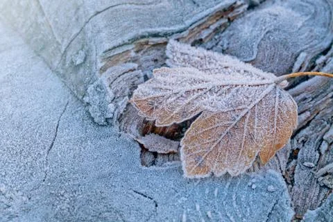 The first frost on the maple leaf Stock Photos