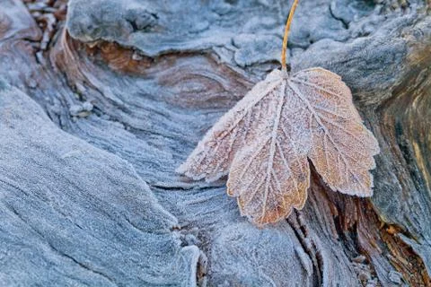 The first frost on the maple leaf Stock Photos