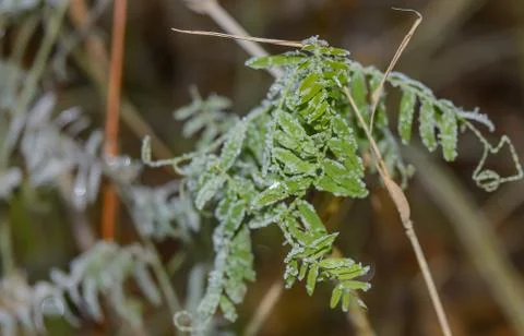 First Frost Stock Photos