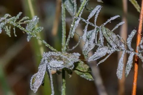 First Frost Stock Photos