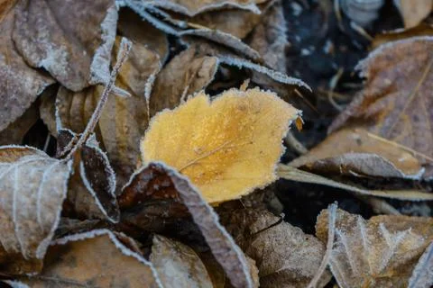 First Frost Stock Photos