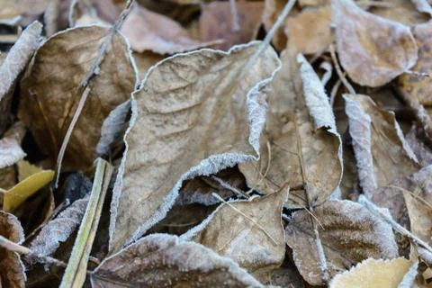 First Frost Stock Photos