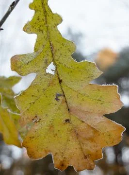 First Frost Stock Photos