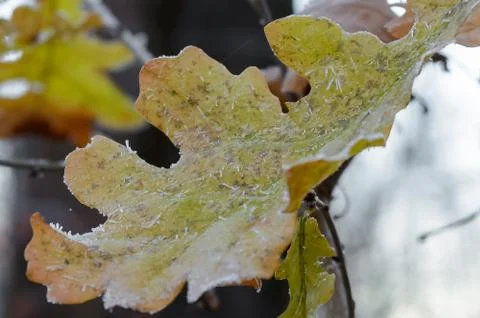 First Frost Stock Photos