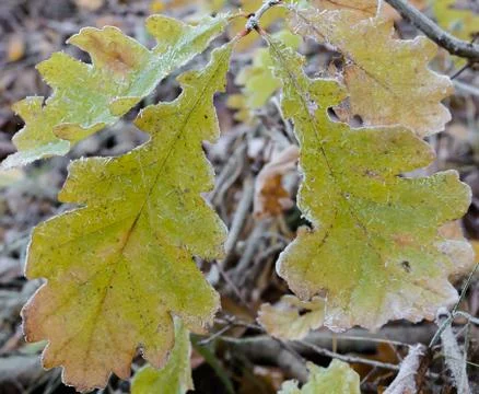 First Frost Stock Photos