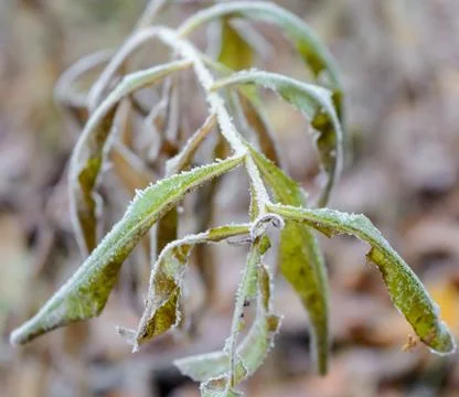 First Frost Stock Photos