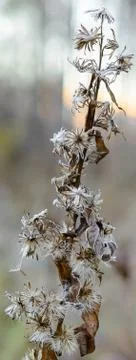 First Frost Stock Photos