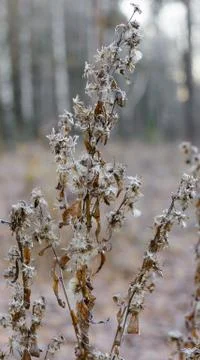 First Frost Stock Photos