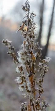 First Frost Stock Photos