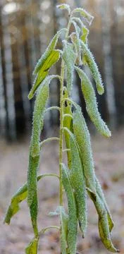 First Frost Stock Photos
