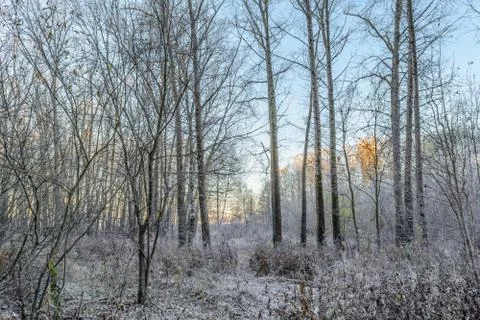First Frost Stock Photos