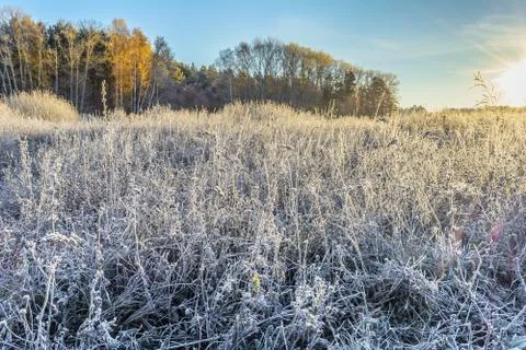 First Frost Stock Photos