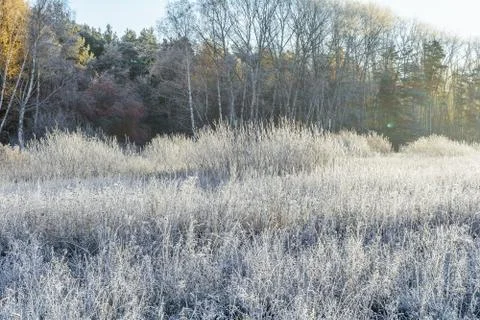 First Frost Stock Photos