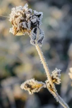 First Frost Stock Photos