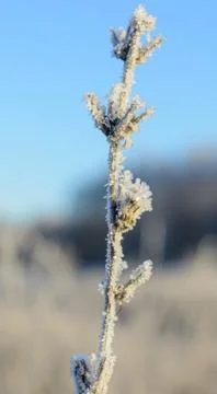 First Frost Stock Photos