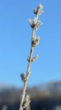First Frost Stock Photos