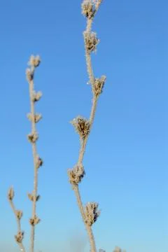 First Frost Stock Photos