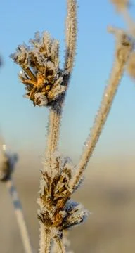 First Frost Stock Photos