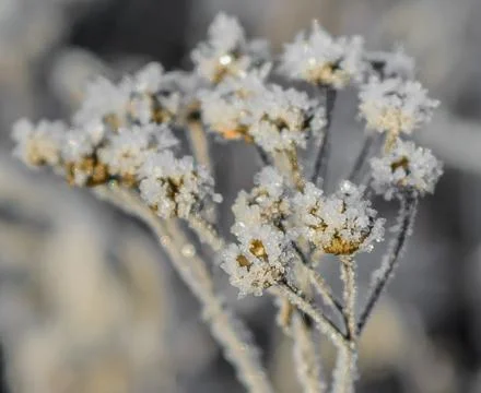 First Frost Stock Photos