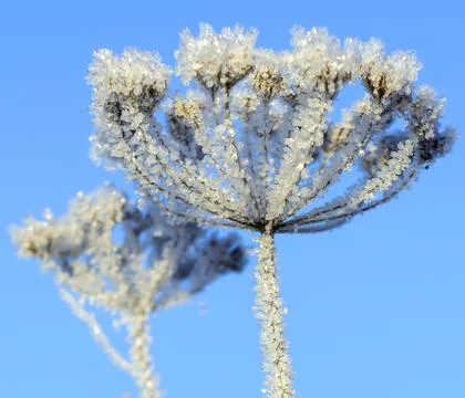 First Frost Stock Photos