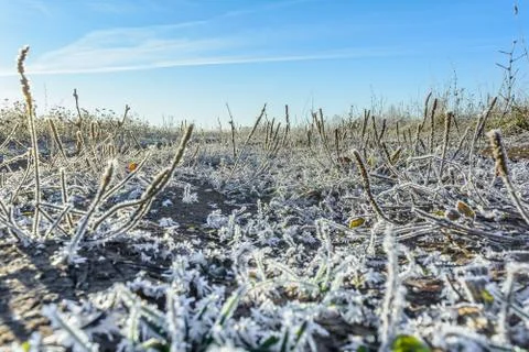 First Frost Foto stock
