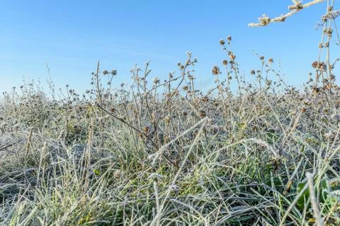First Frost Stock Photos