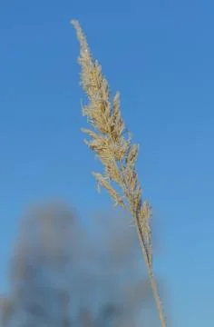 First Frost Stock Photos