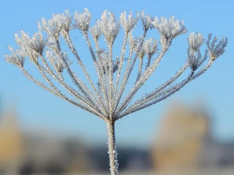 First Frost Stock Photos