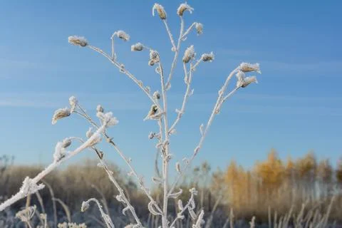 First Frost Stock Photos