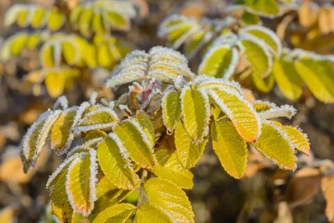 First Frost Stock Photos