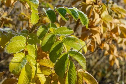 First Frost Stock Photos