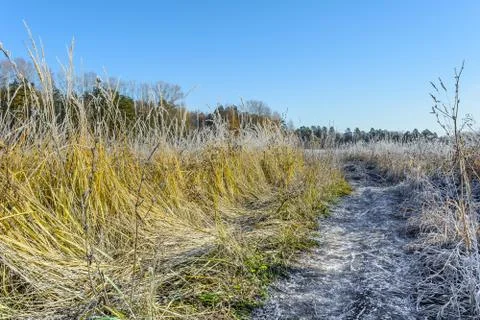 First Frost Stock Photos