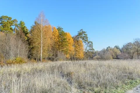 First Frost Stock Photos