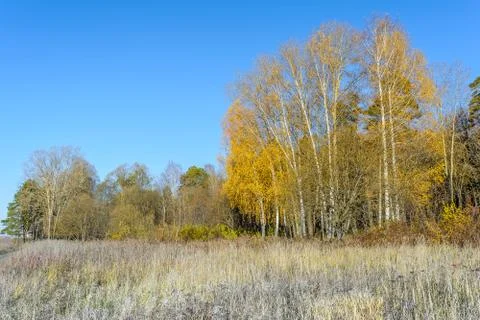 First Frost Stock Photos
