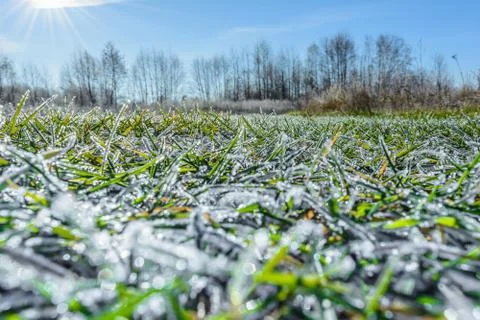 First Frost Stock Photos