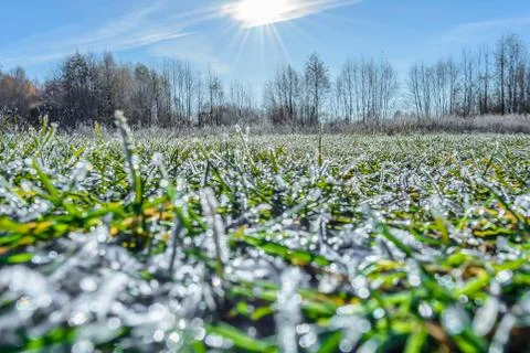 First Frost Stock Photos