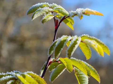 First Frost Stock Photos