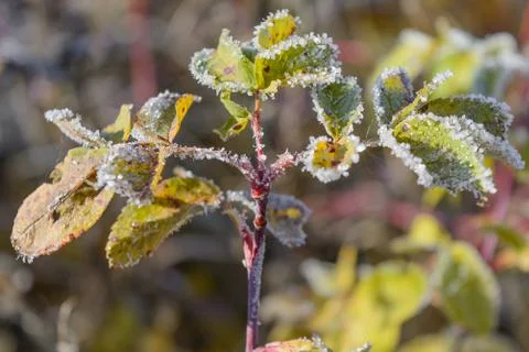 First Frost Stock Photos