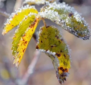 First Frost Stock Photos