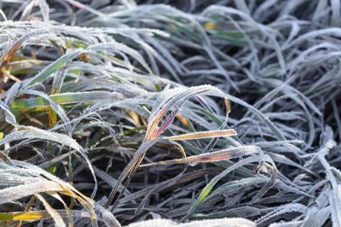 First Frost Stock Photos