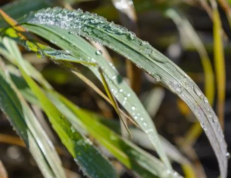 First Frost Stock Photos