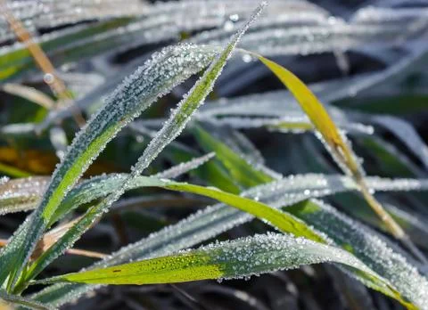 First Frost Stock Photos