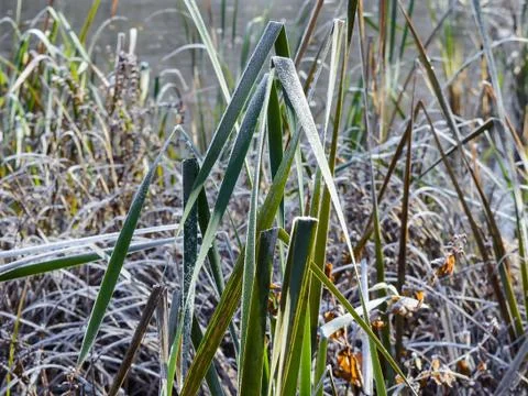 First Frost Foto stock