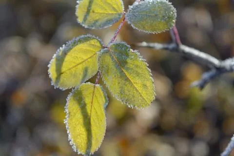 First Frost Stock Photos