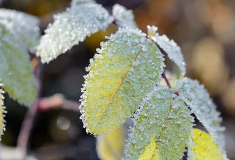 First Frost Stock Photos